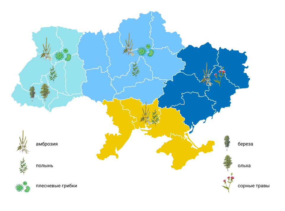 Карта аллергенов в Украине осенью 2024